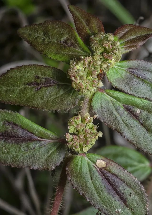 Euphorbia hirta